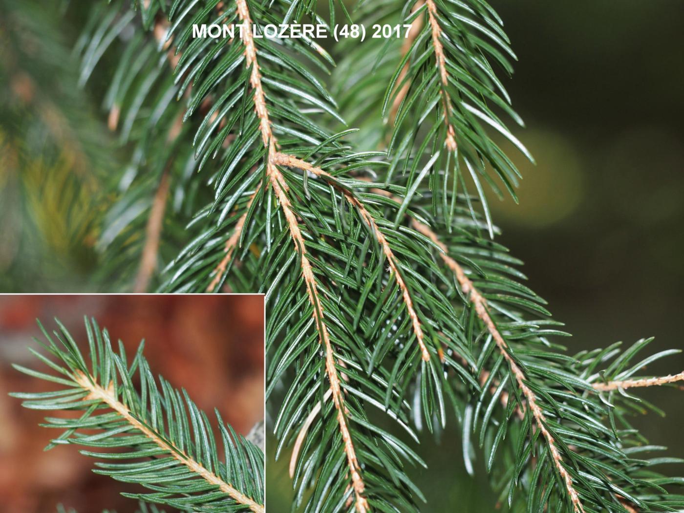 Spruce, Norway (Xmas tree) leaf